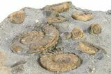Fossil Ammonite (Arnioceras & Promicroceras) Cluster - England #317002-1